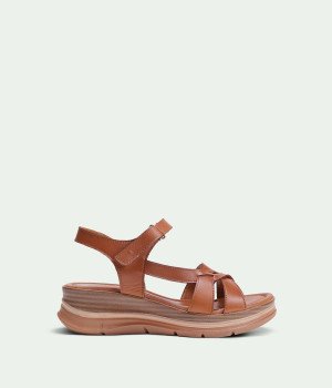 Camellia Brown