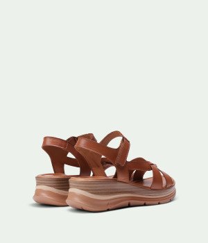 Camellia Brown