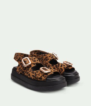Sahara Leopard