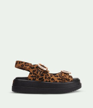 Sahara Leopard