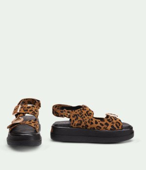 Sahara Leopard