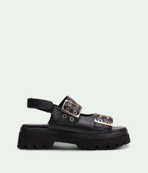 Feline Black